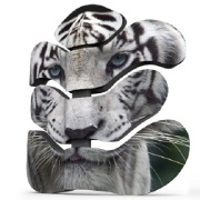 Ukázka designu Tygr zádové opěry TARTA EMYS