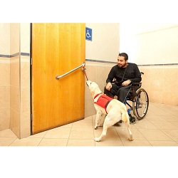 Asistenční pes pomáhá vozíčkáři otevřít dveře