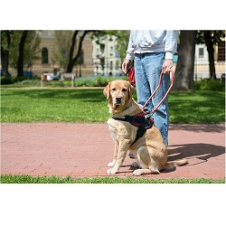 Asistenční pes jako pomocník na procházce